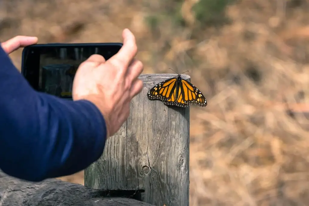 Are Butterflies Smart?