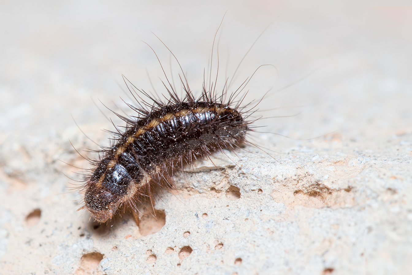 Are Carpet Beetles Harmful to Pets?