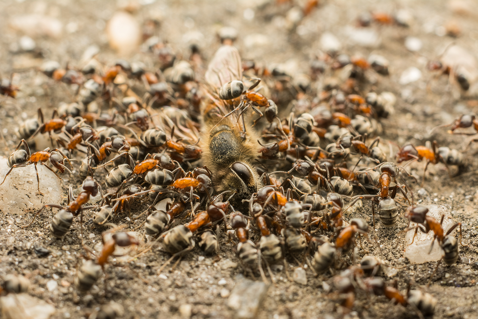Are dead bugs good for soil?