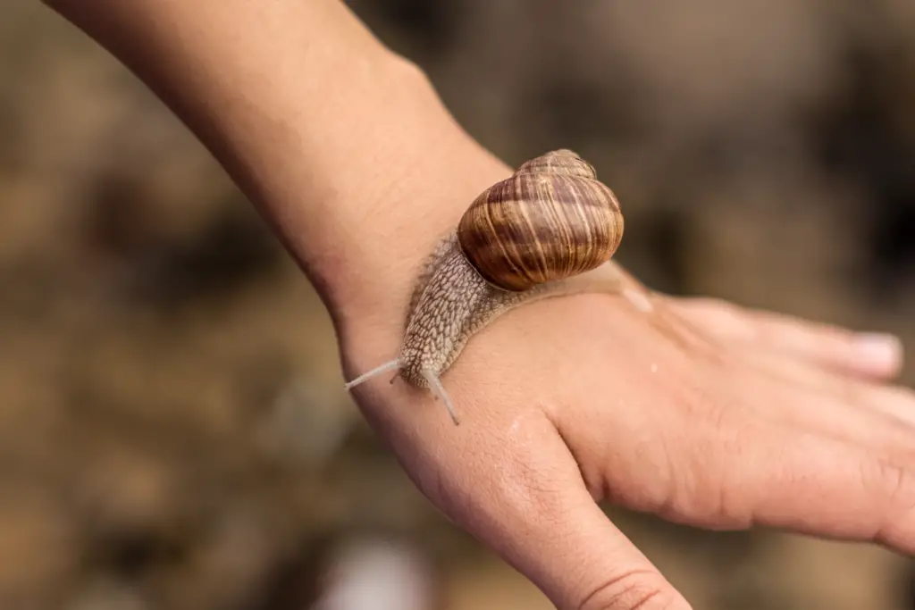 Are Garden Snails Dangerous?