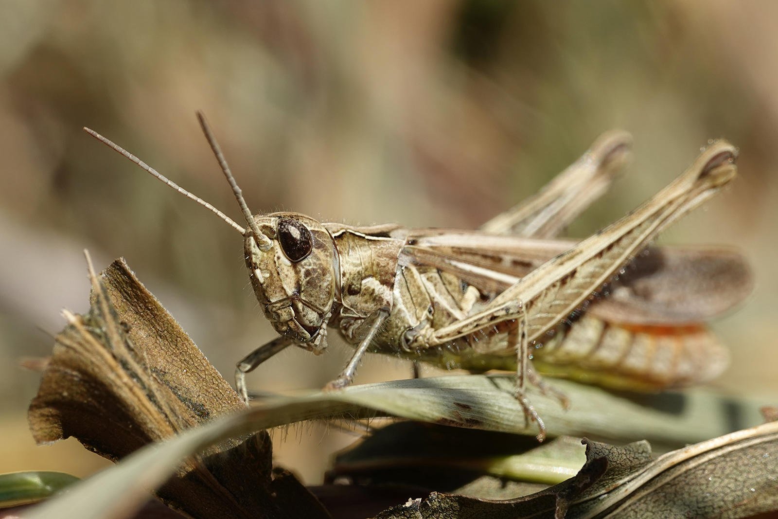 Are grasshoppers poisonous?