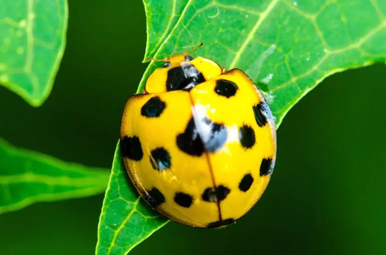 where-do-ladybugs-live-in-your-house-bug-domain