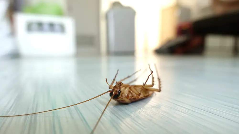 Can A Dead Roach Come Back To Life?