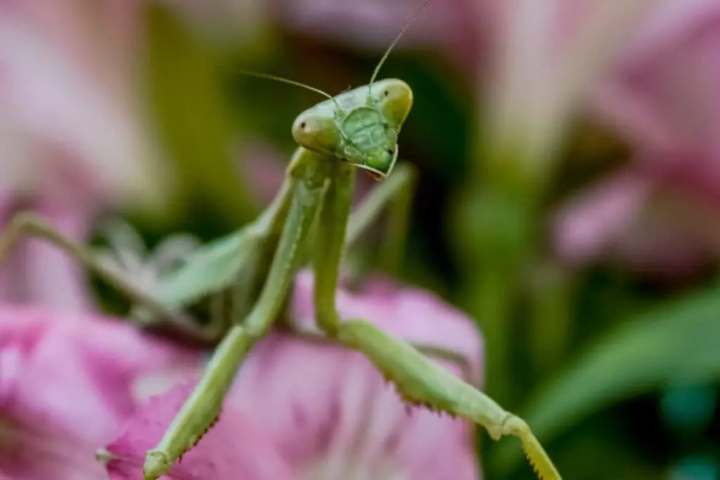Can Baby Praying Mantis Fly?