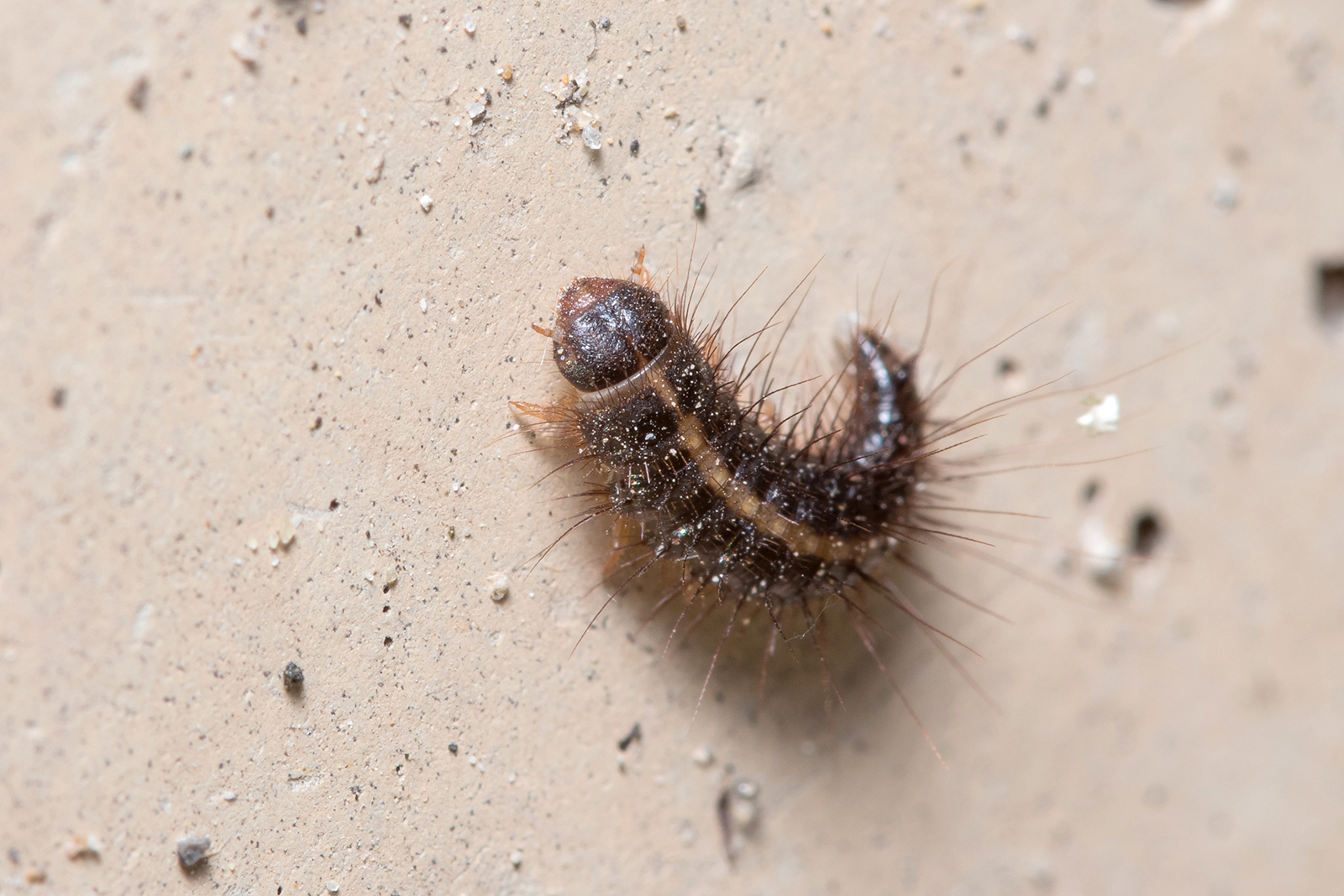 Can carpet beetles live in your hair?