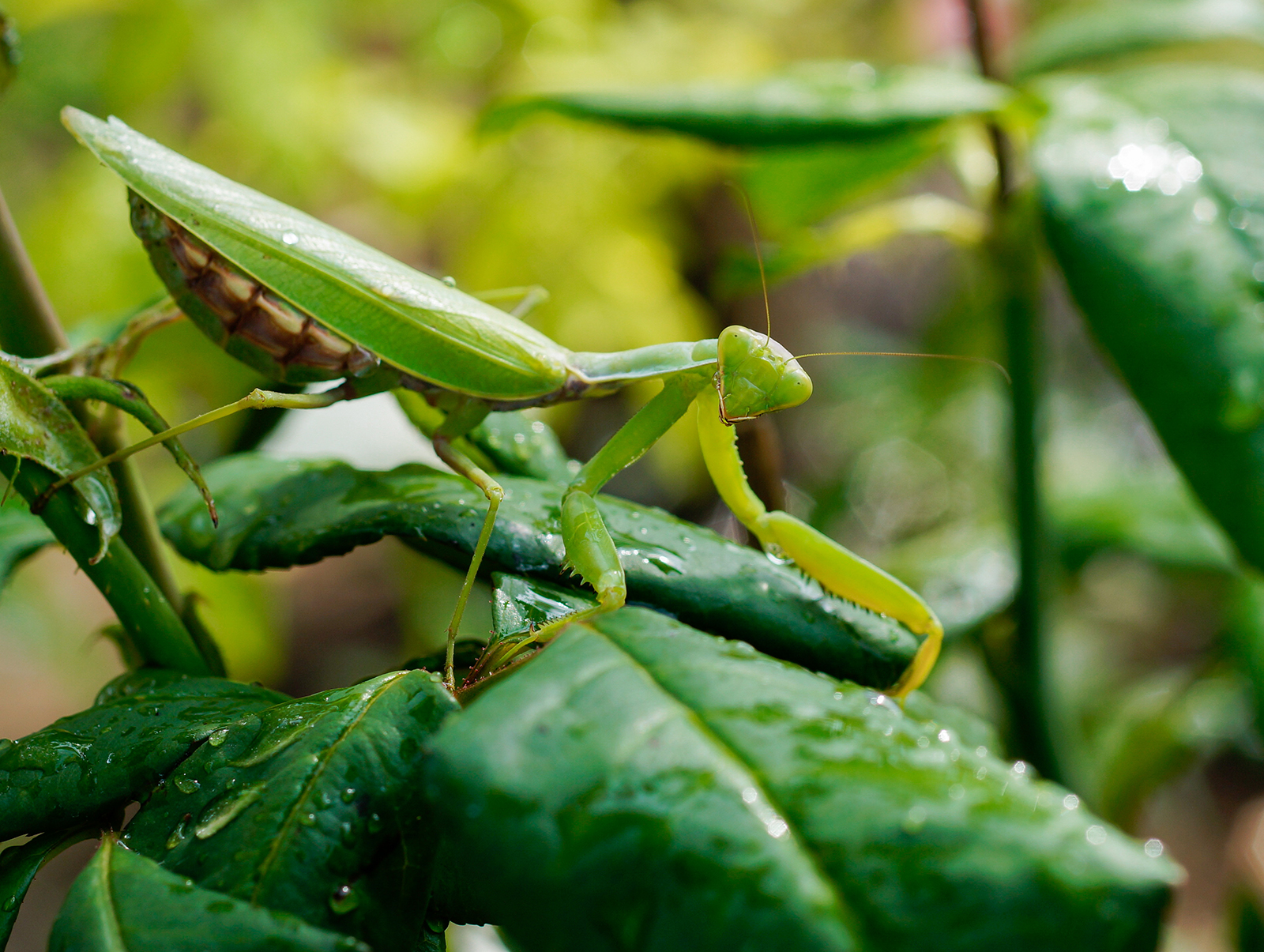 Can praying mantis damage plants?