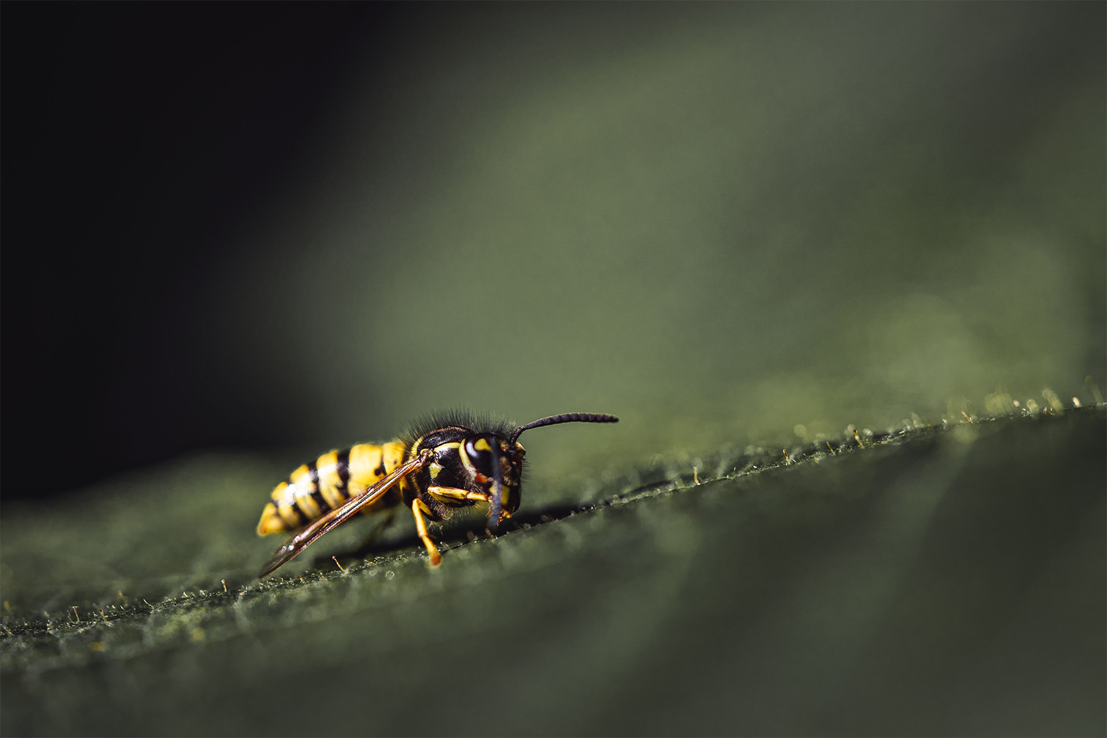 Can wasps see at night?