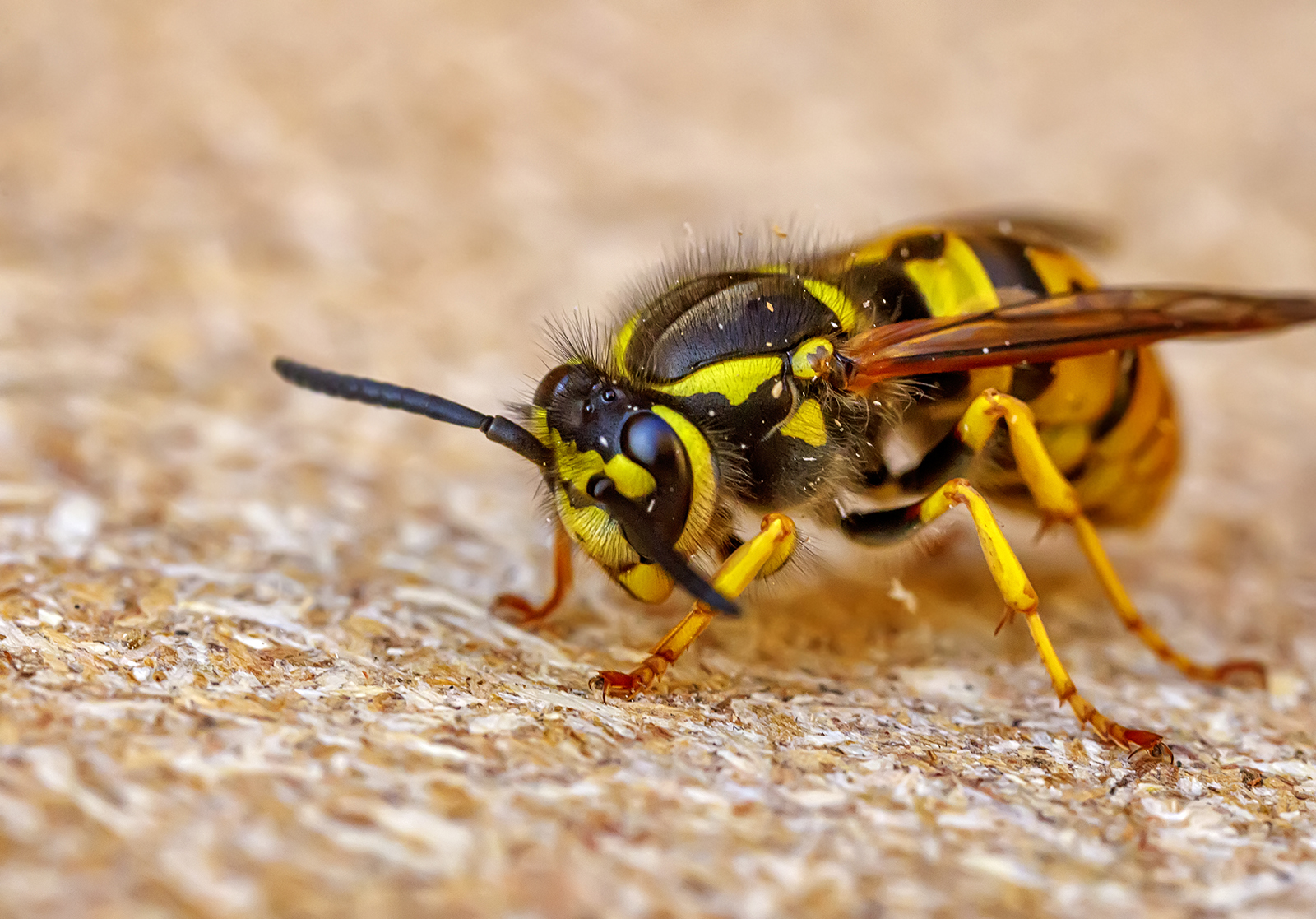 Can wasps sting through clothes?