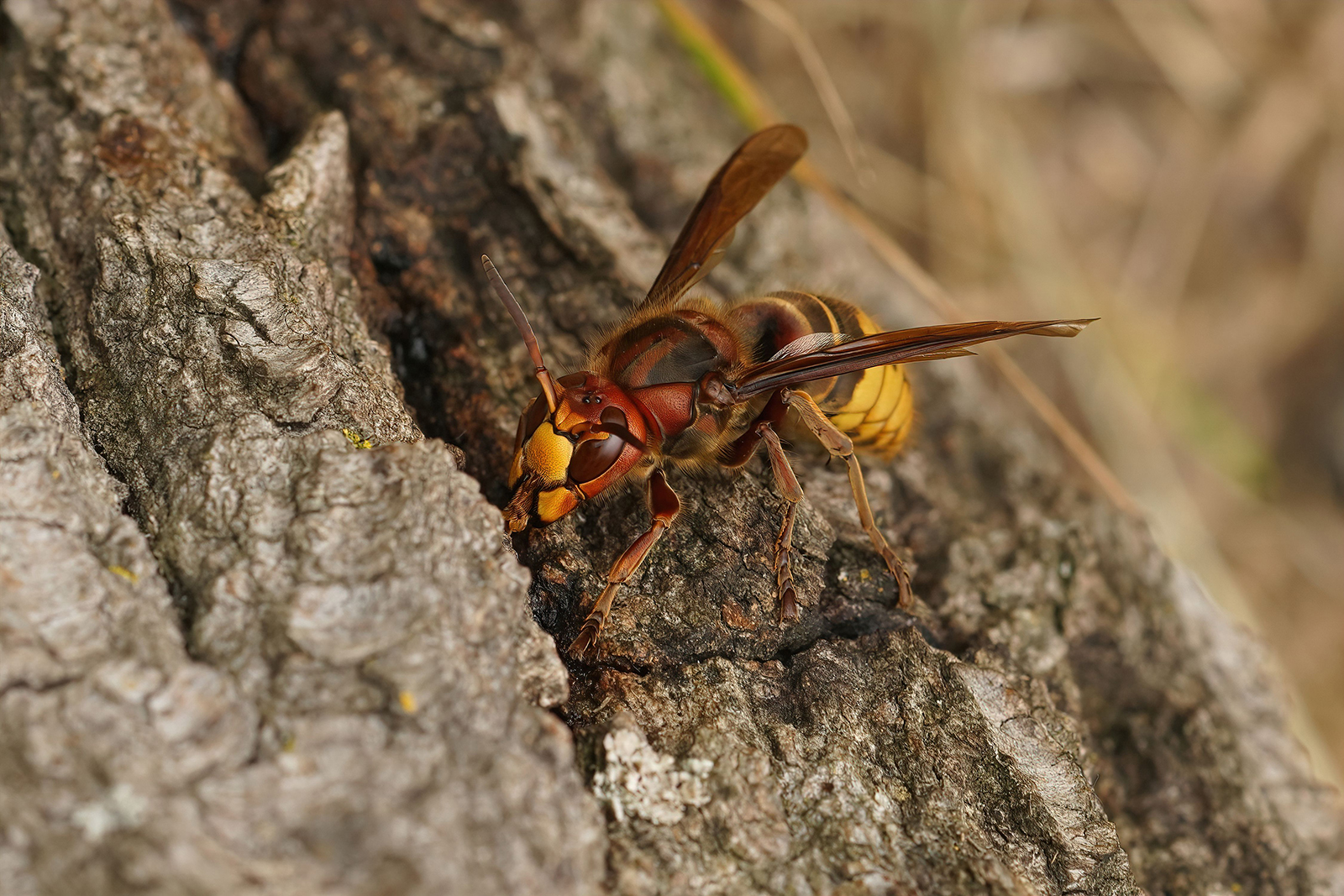 Can wasps sting through clothes?