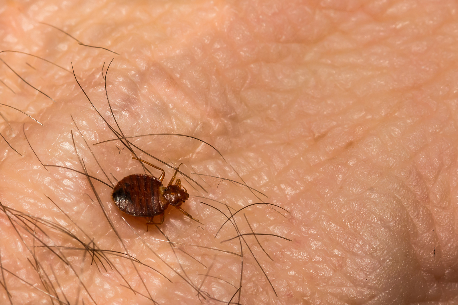 Can you feel bed bugs crawling?