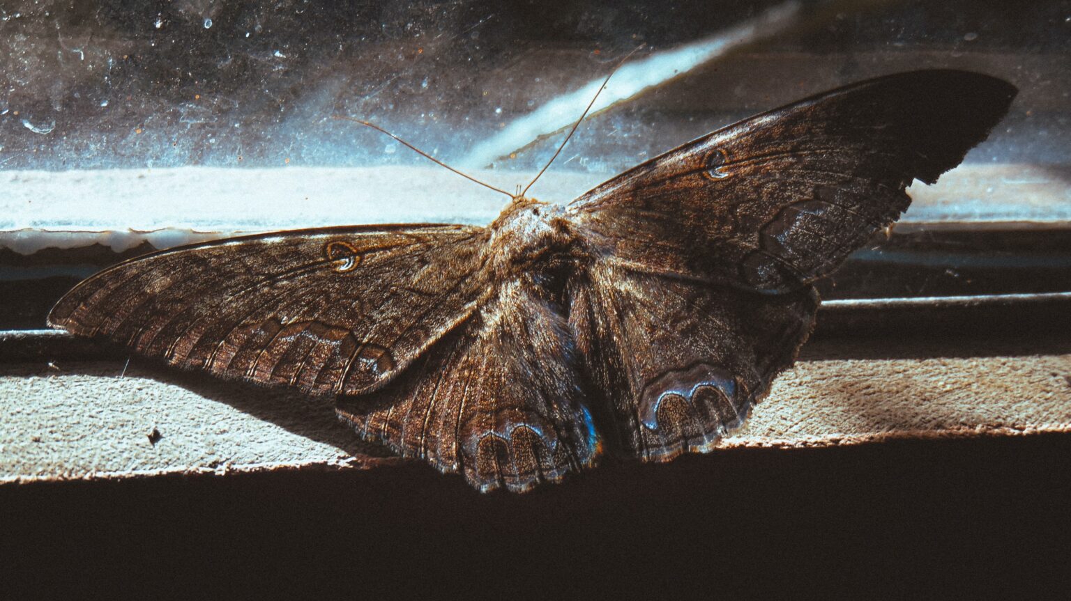 Why Are Moths Dusty? Bug Domain