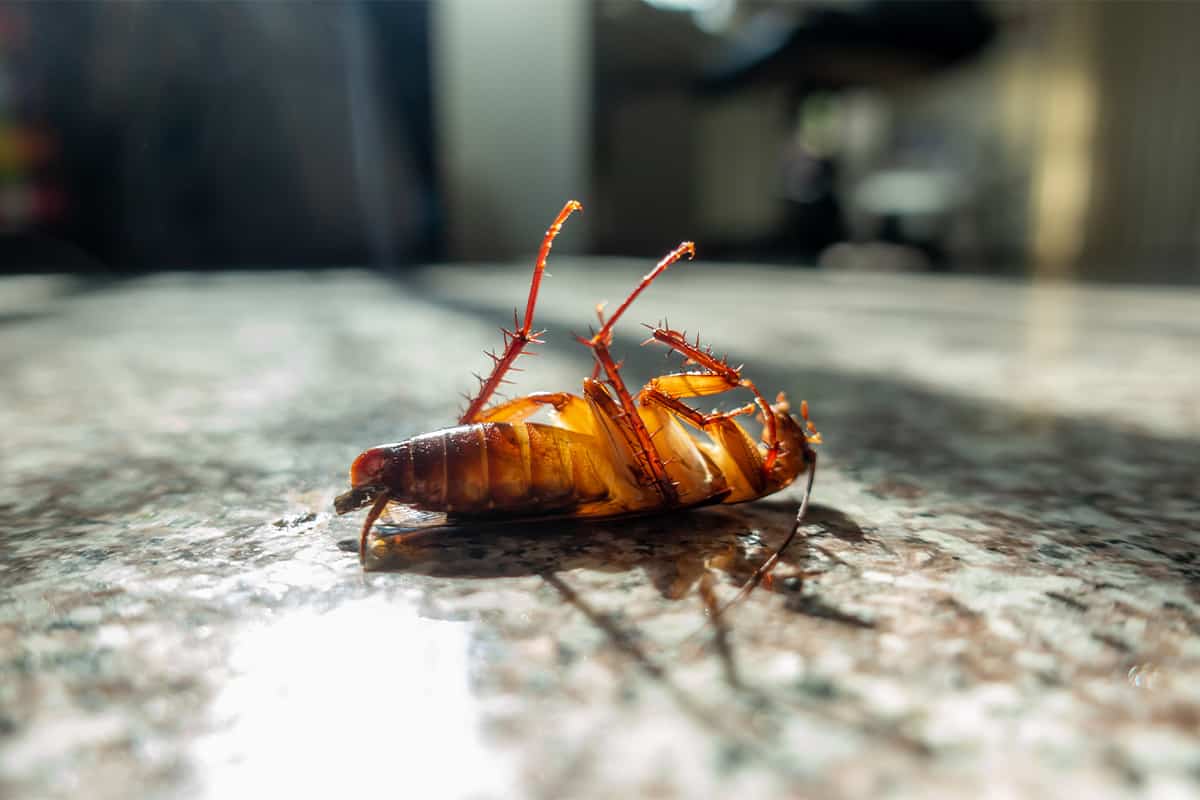 Do Cockroaches Eat Their Dead?