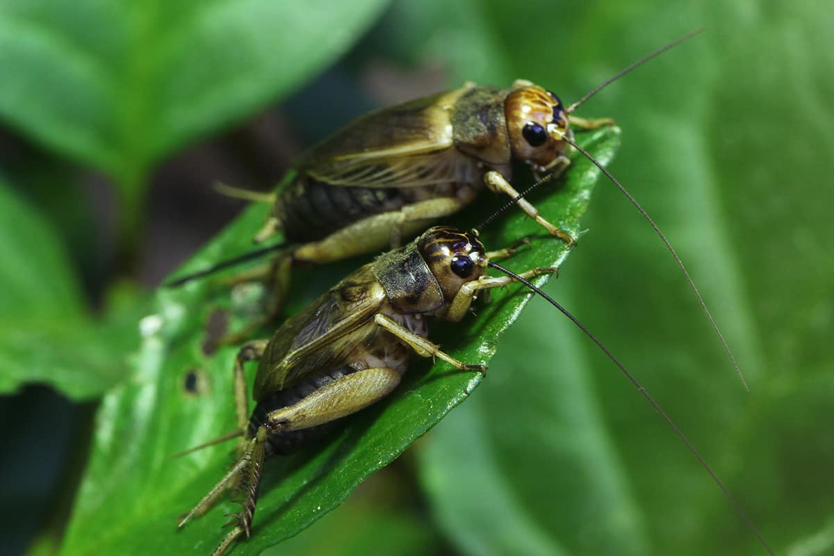Do Crickets Need Ventilation?