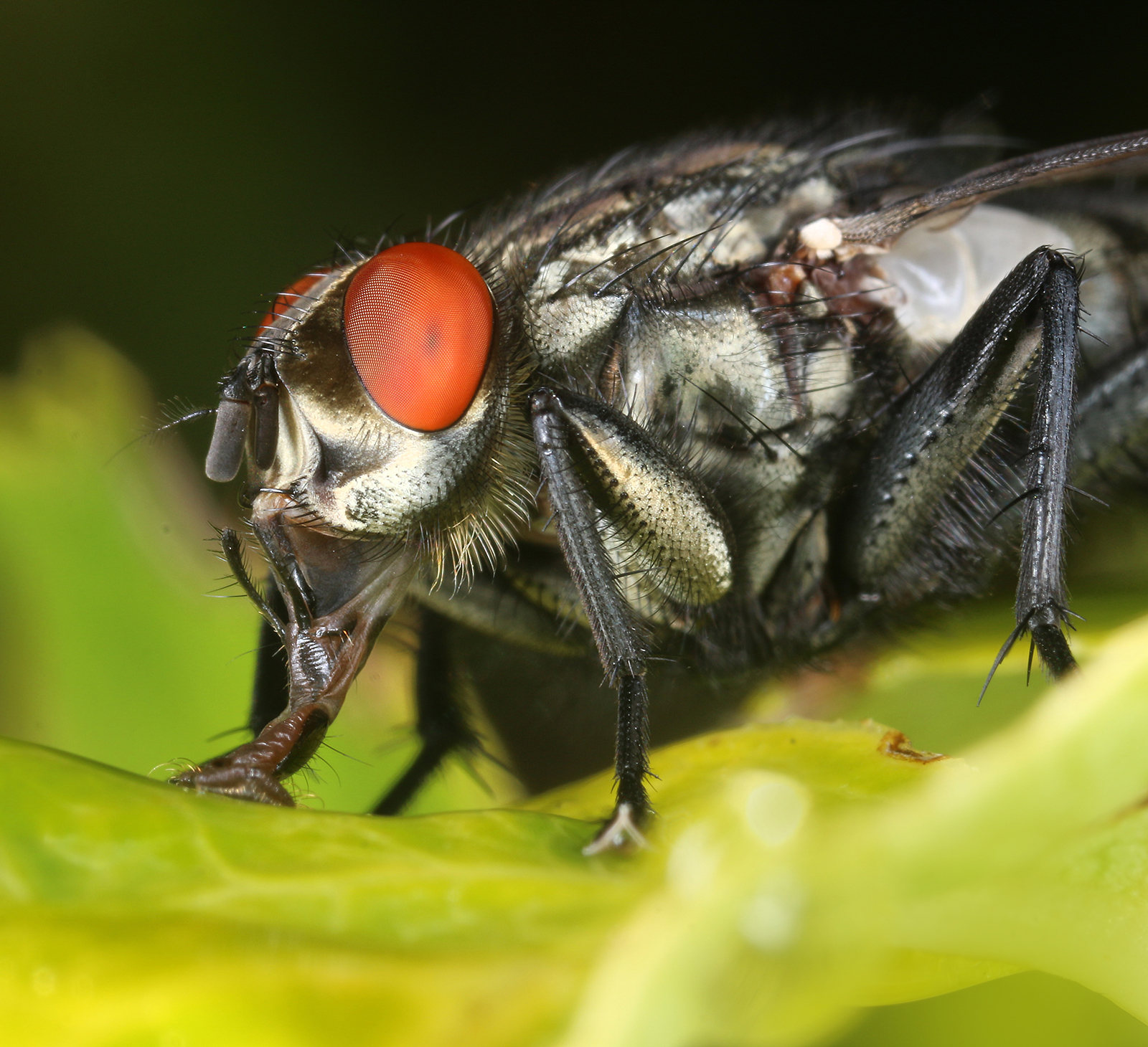 Do Flies Blink Their Eyes?
