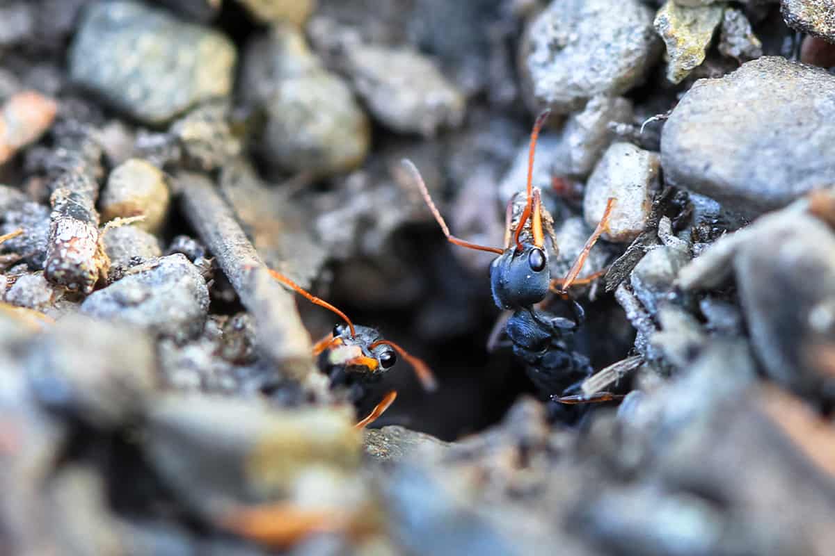 Do Queen Ants Bite?