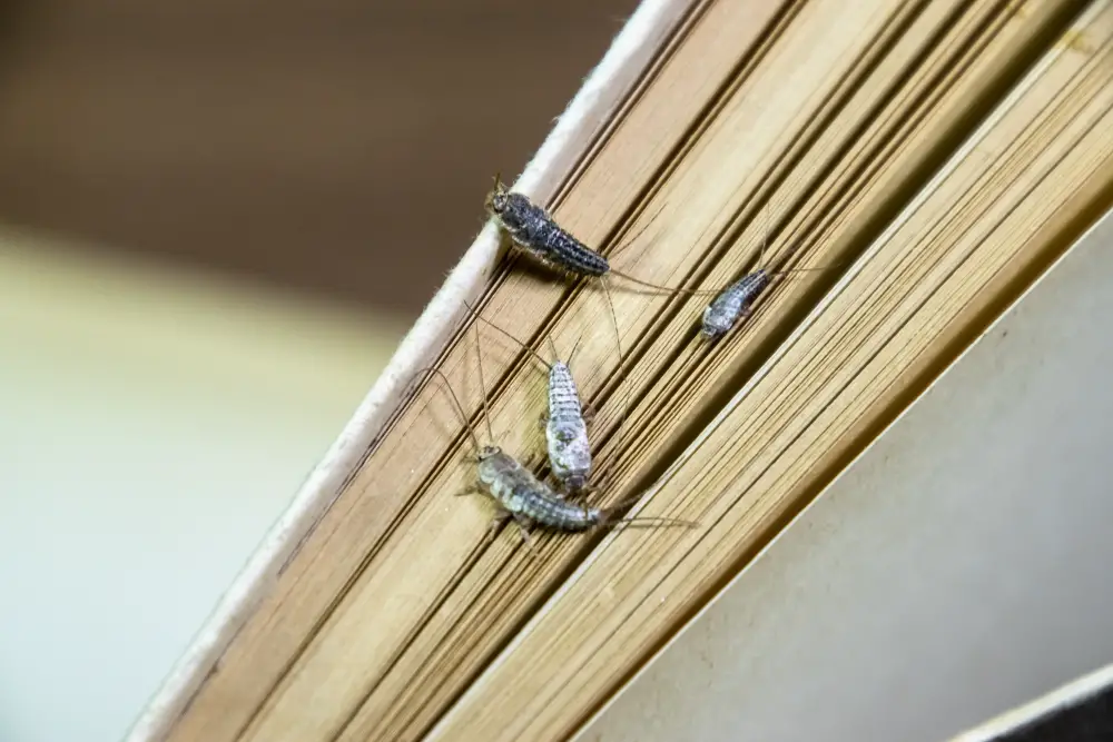 Do Silverfish Mean My House Is Dirty?