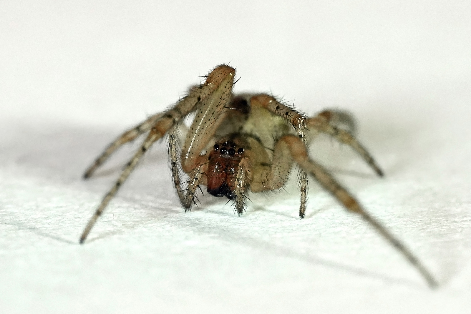 Do spiders feel pain when you kill them?