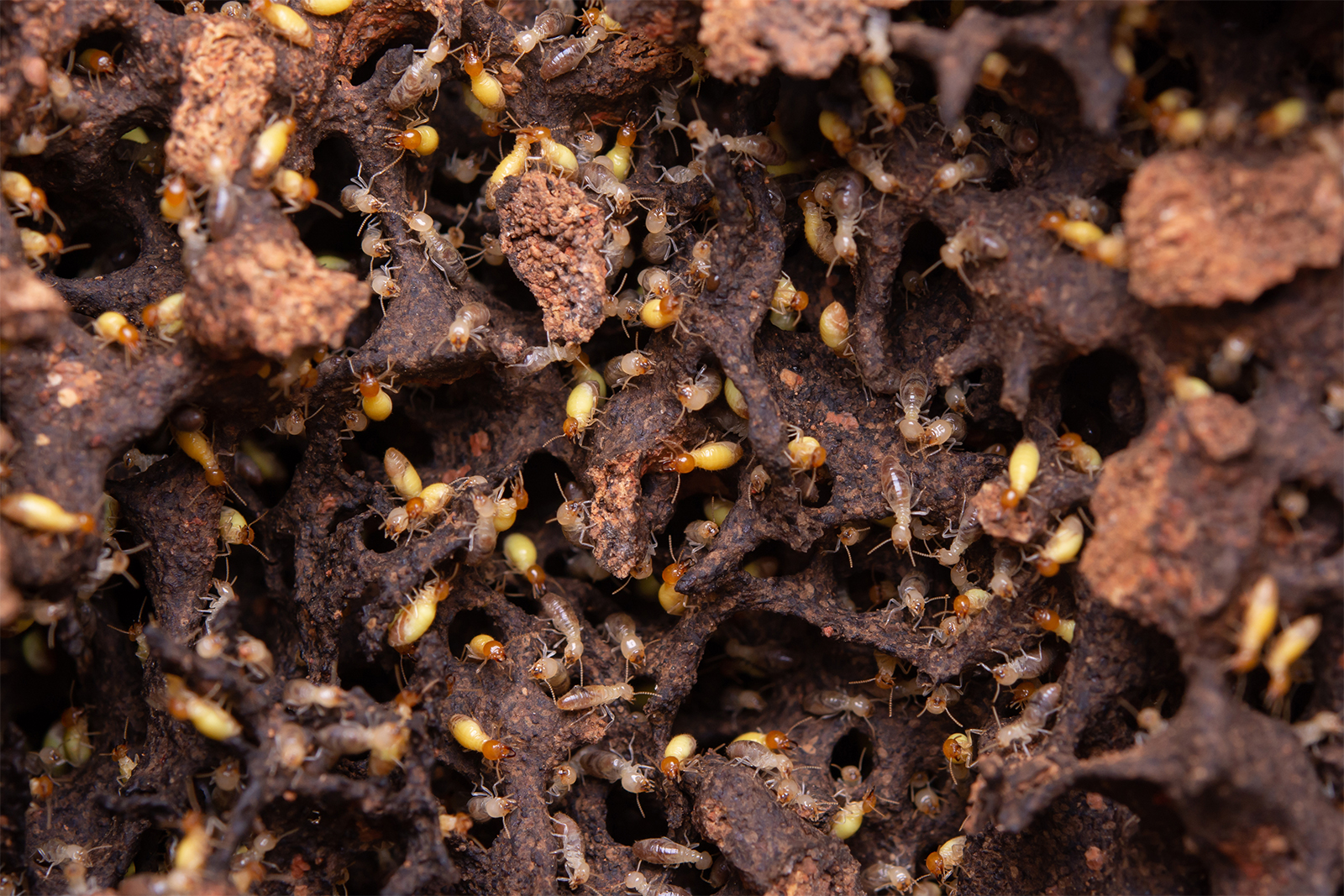 Do Termites Eat Plastic?