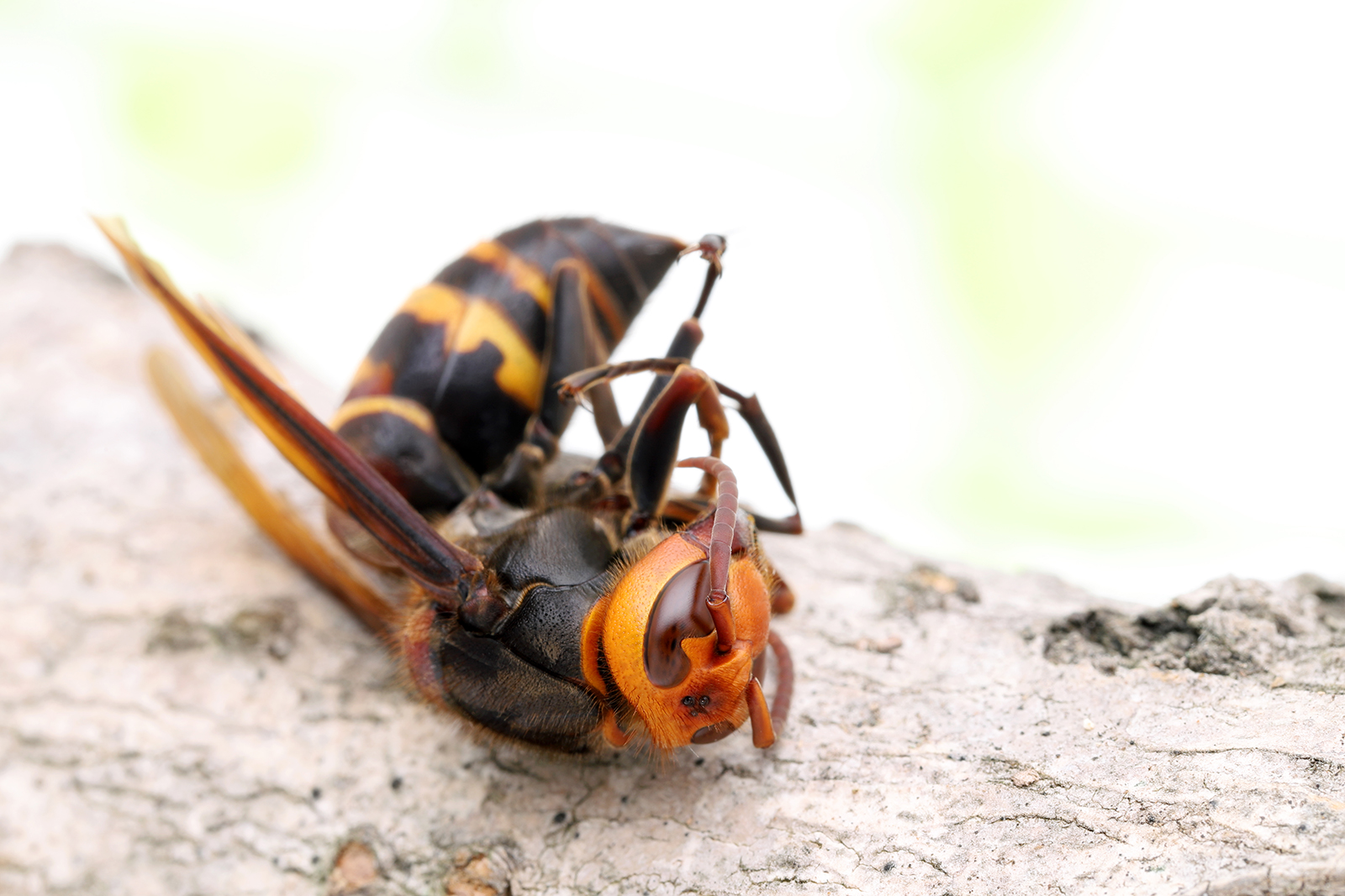 Do wasps sting themselves when dying?