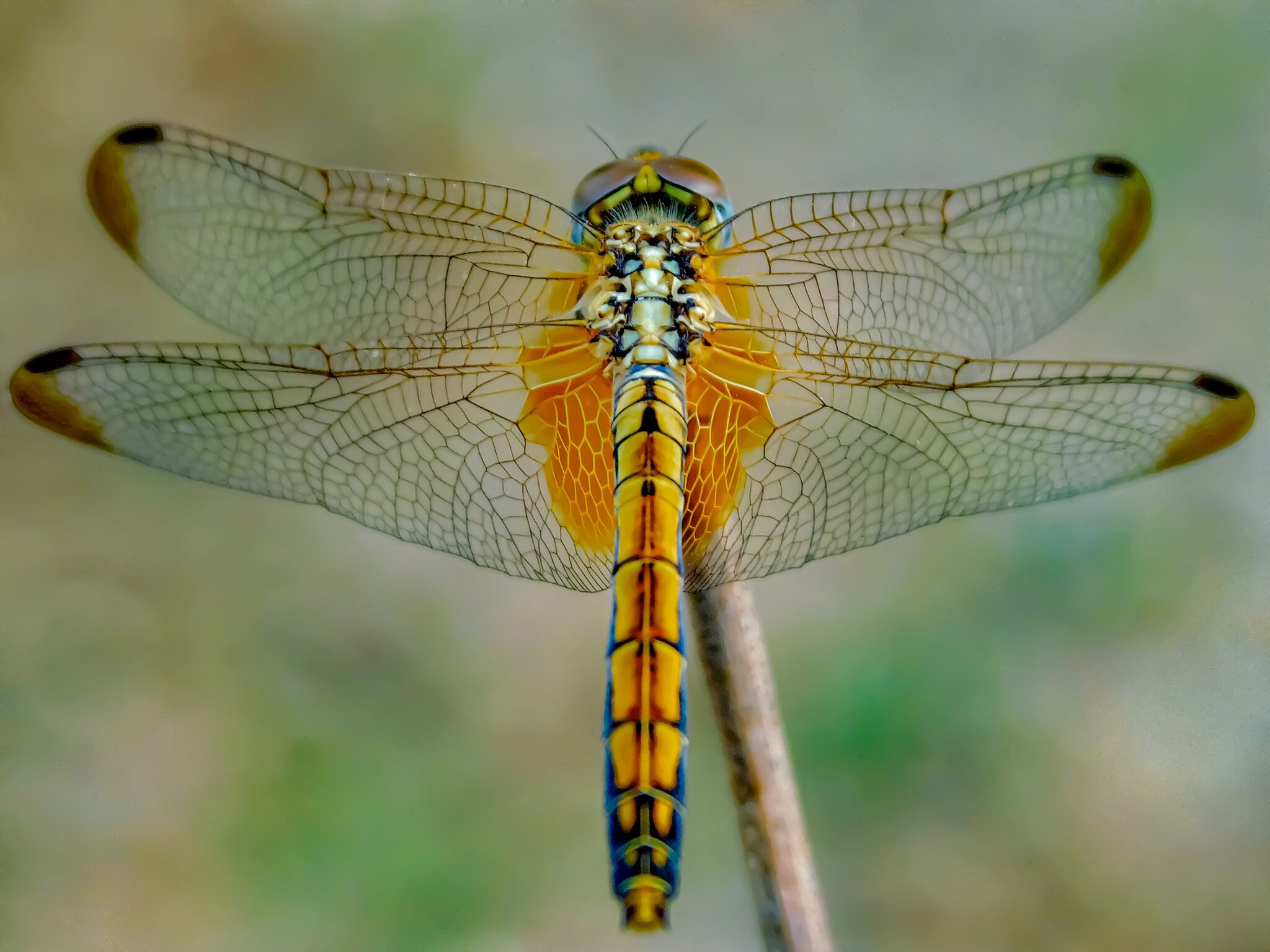 Damselfly Vs Dragonfly Vs Mayfly - Bug Domain