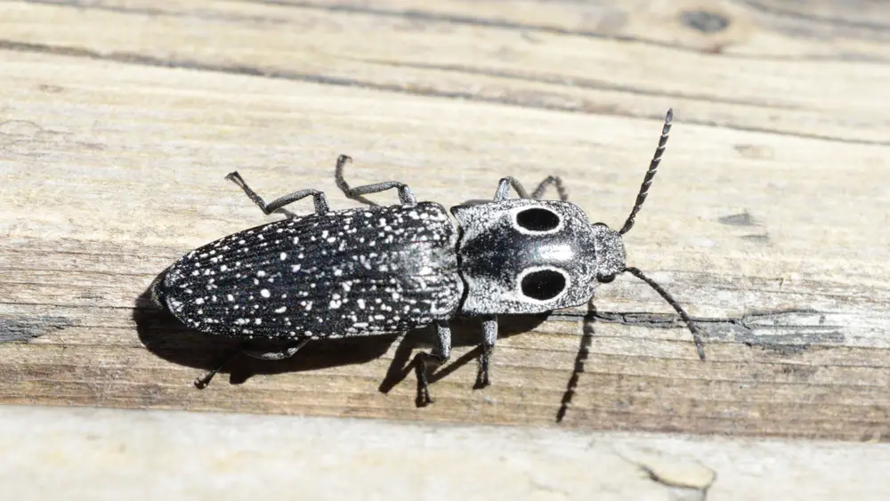 how to get rid of click beetles