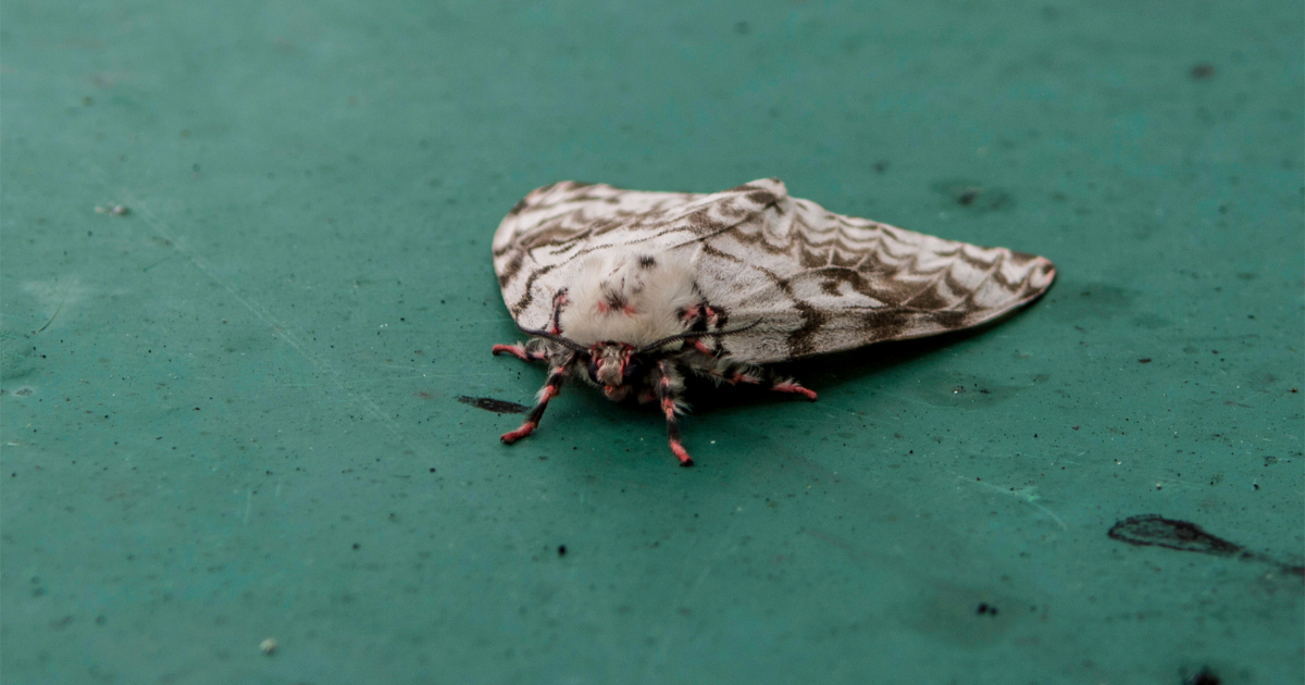 How To Get Rid Of Gypsy Moths?