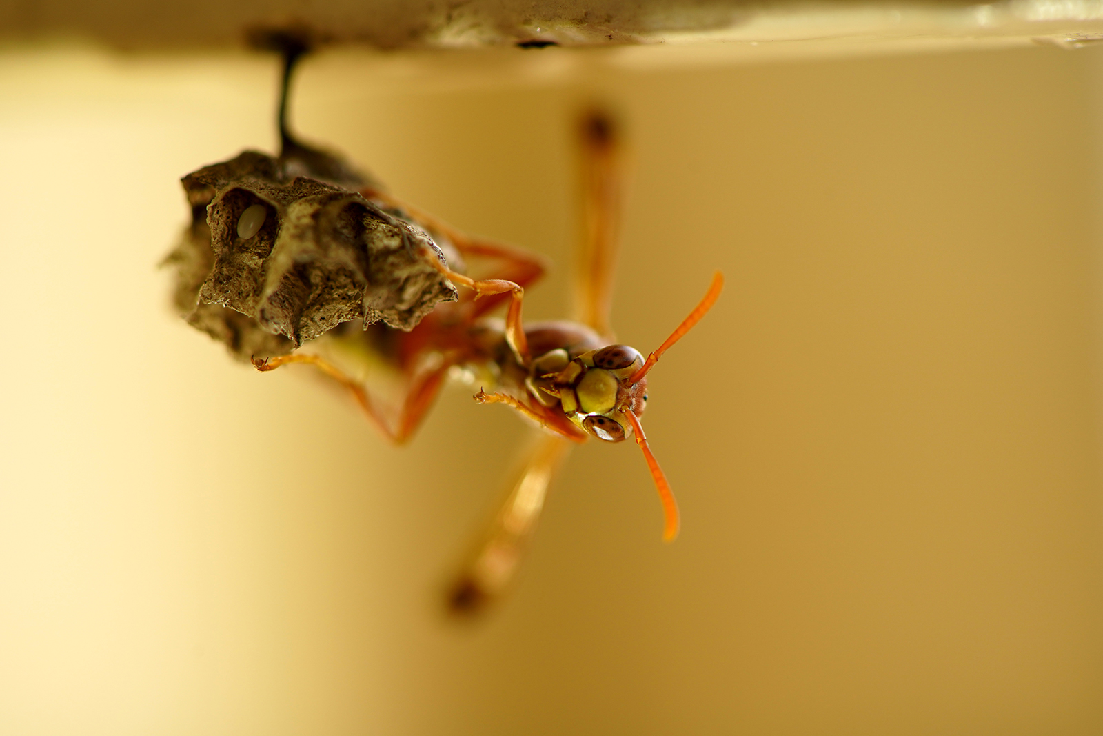 How to tell if a wasp is angry: signs and behavior