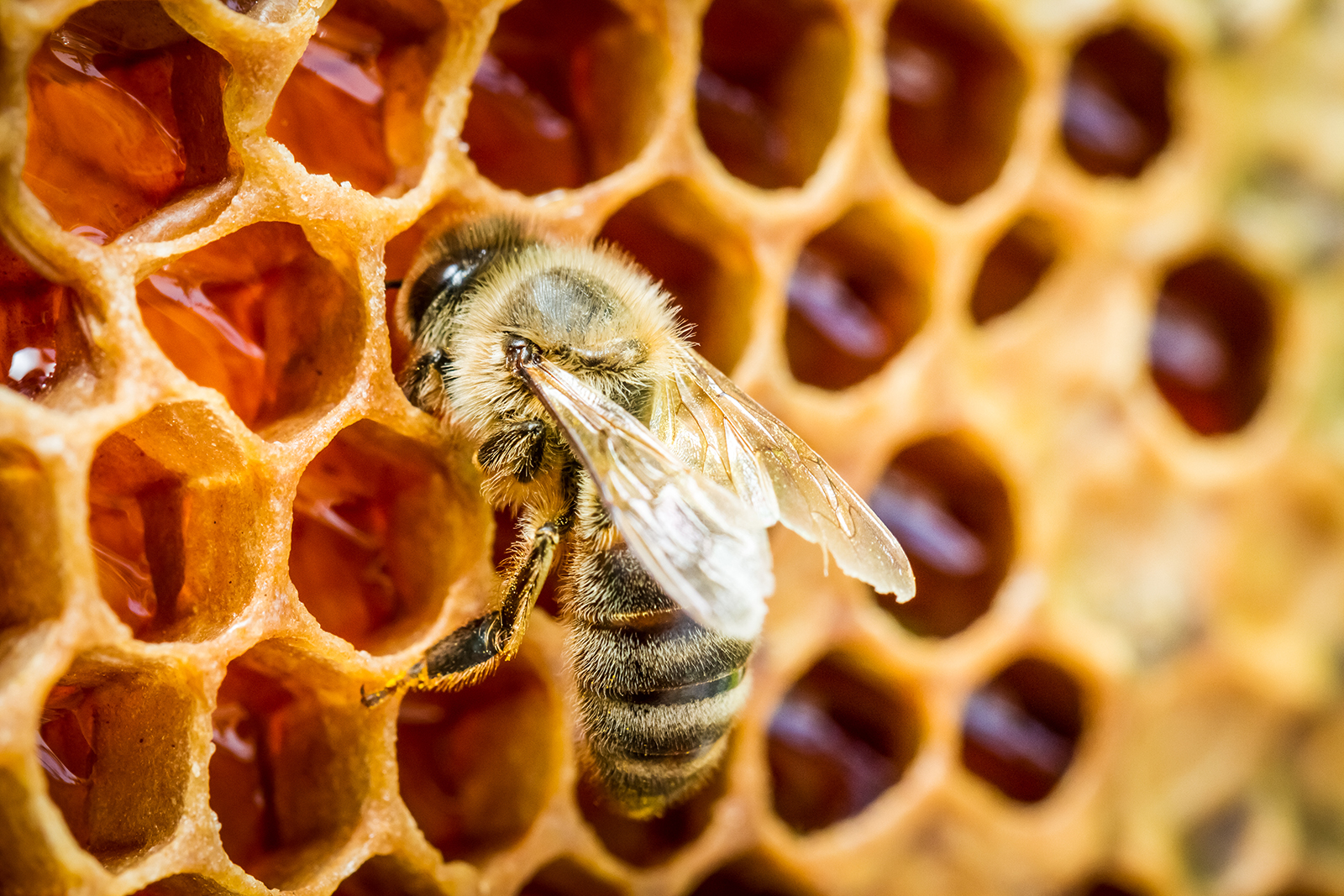 Is there bee poop in honey?