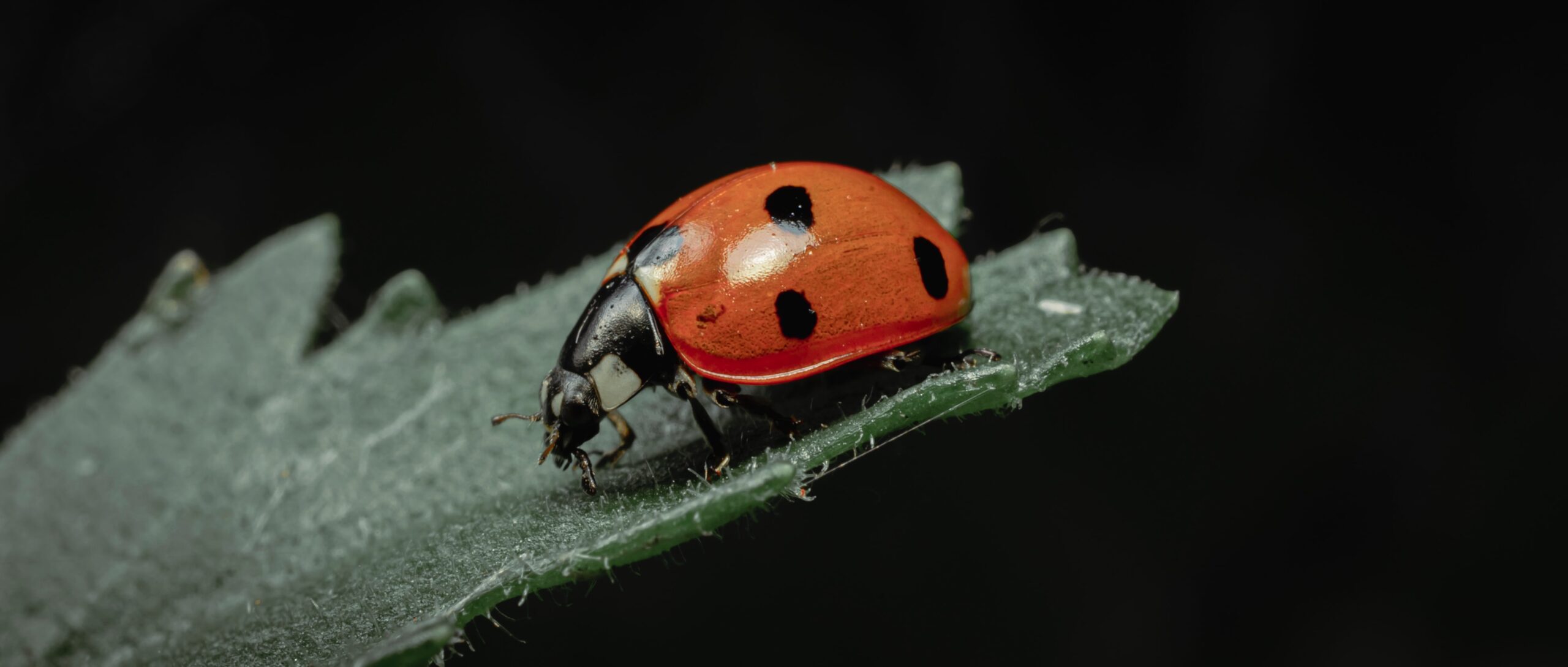 what does it mean when a ladybug has no spots