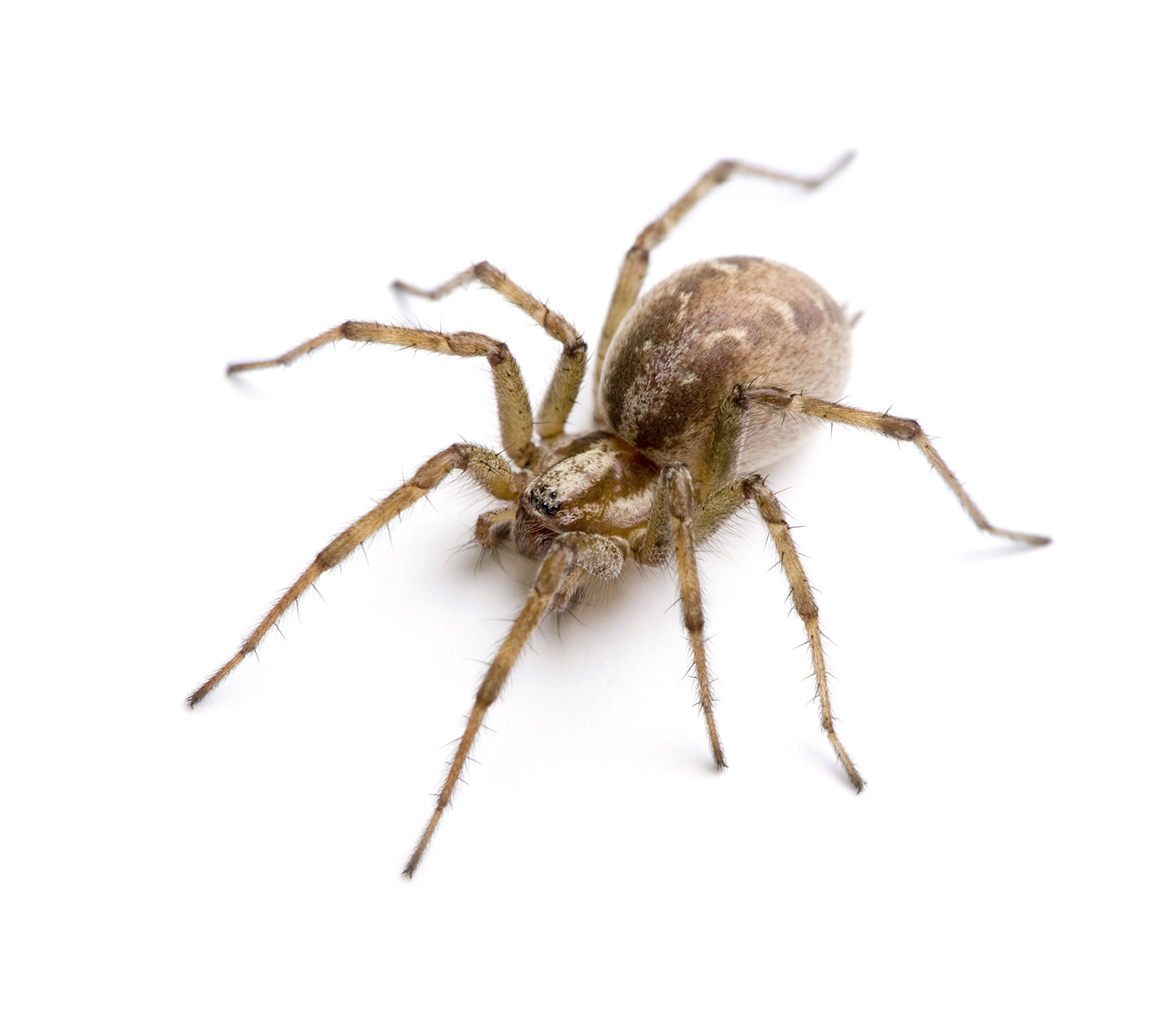 Male vs female house spider