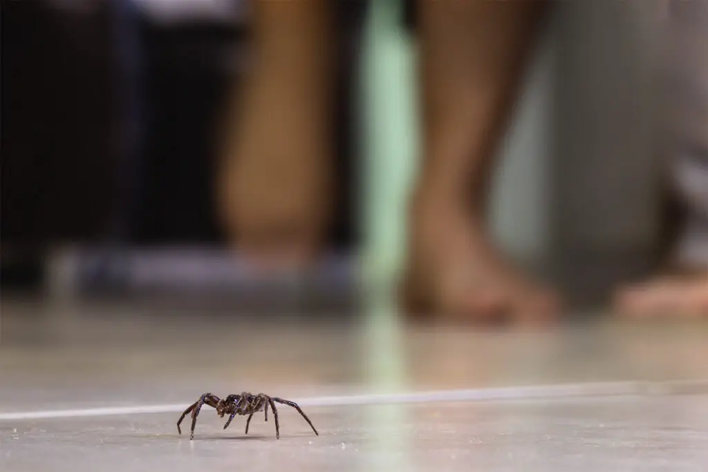 Male vs Female House Spider: Key Differences Explained