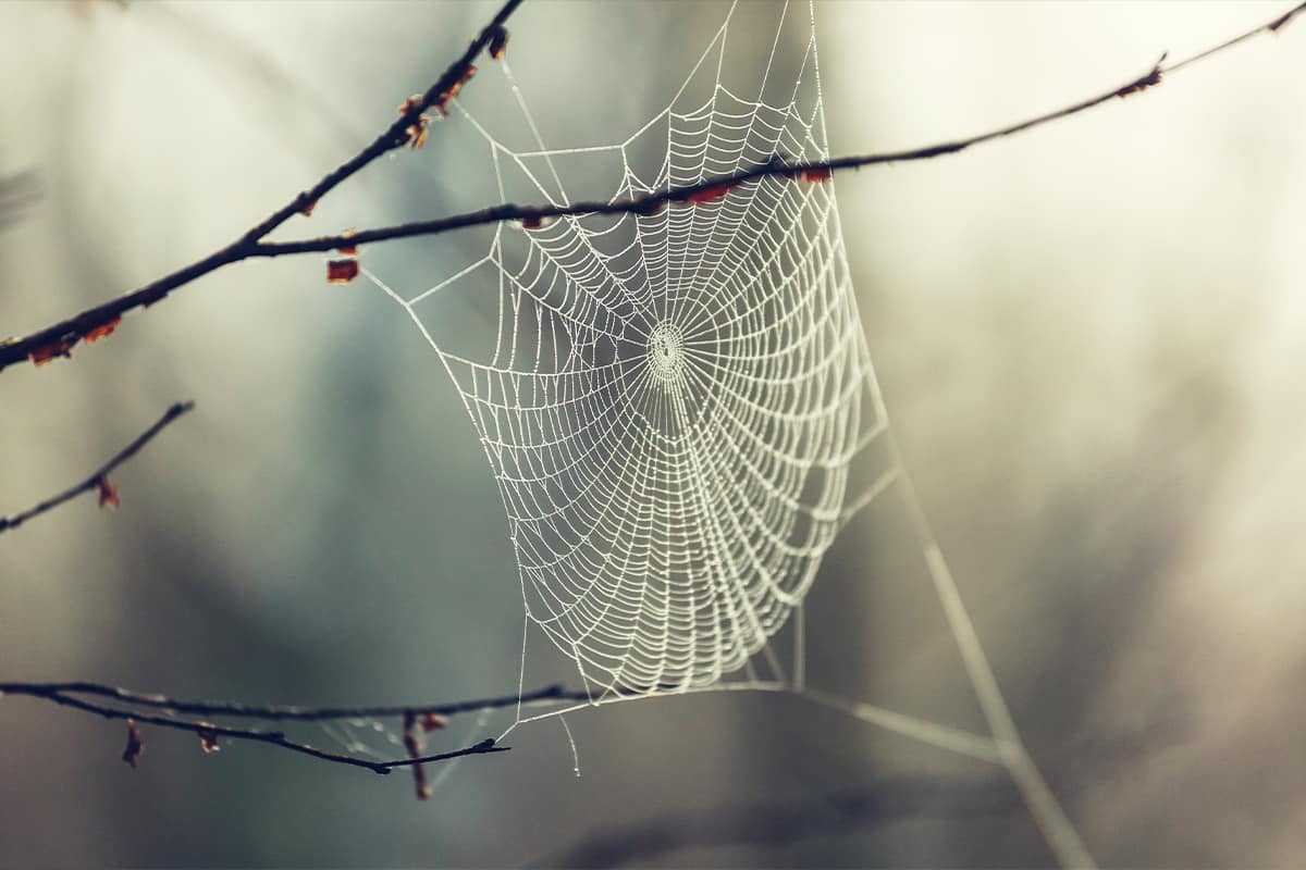 Should You Destroy a Spider Web?