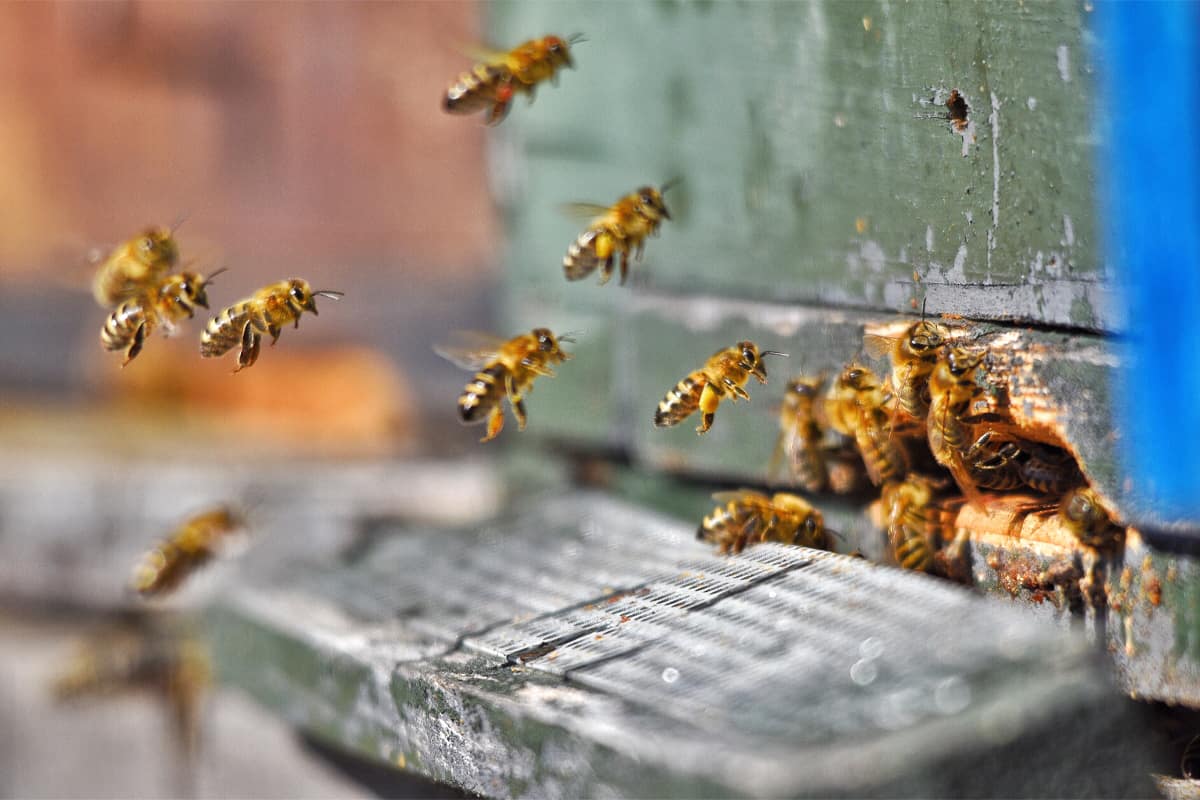 The Role of Female Bees in a Hive
