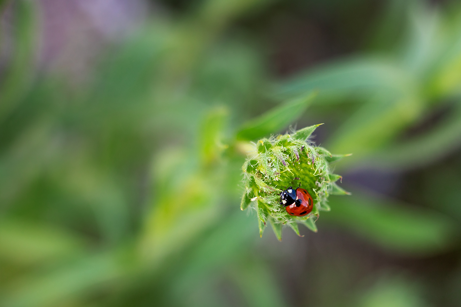 What attracts ladybugs in your house?