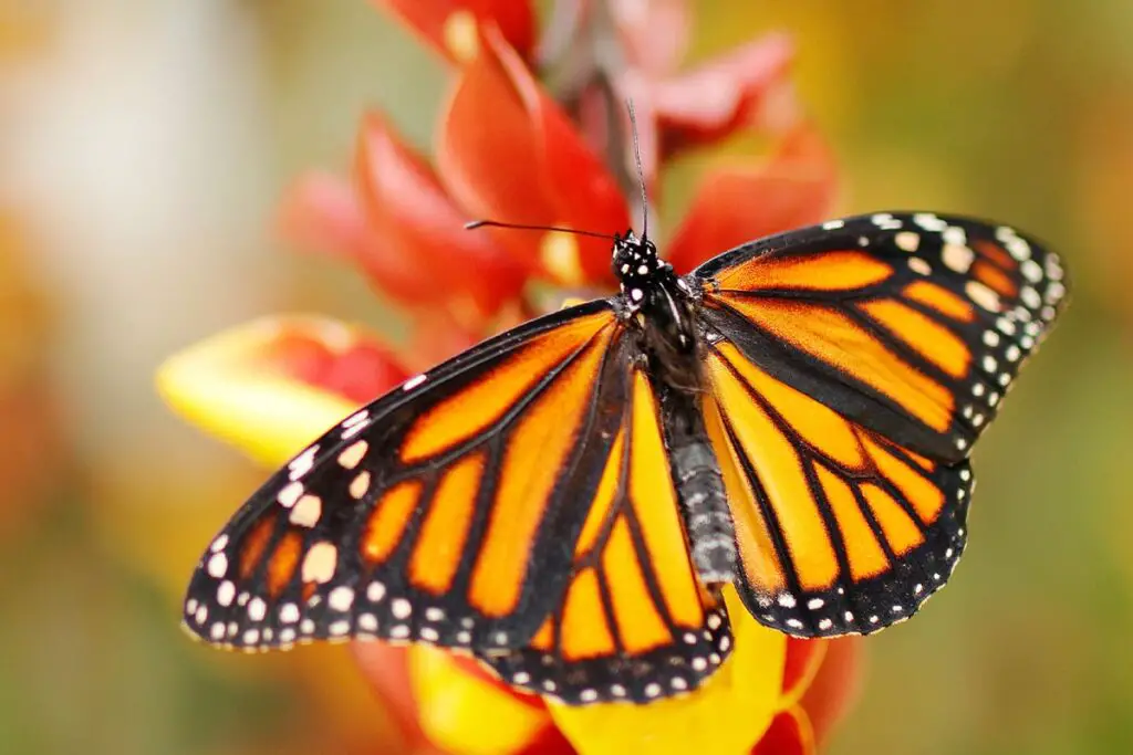 What Butterflies Are Good For Pets?