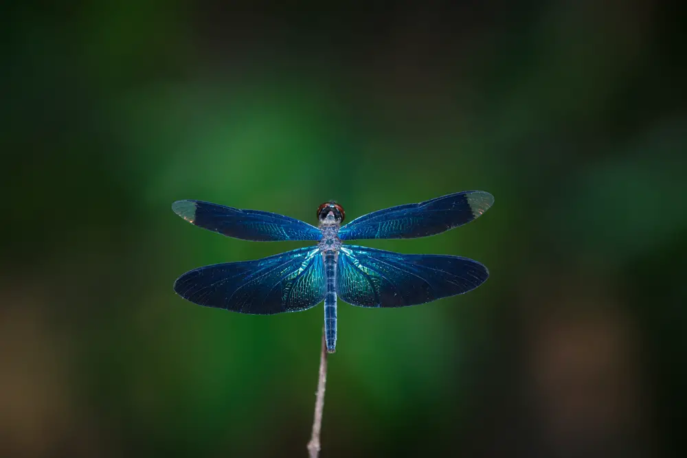 what colors are dragonflies attracted to