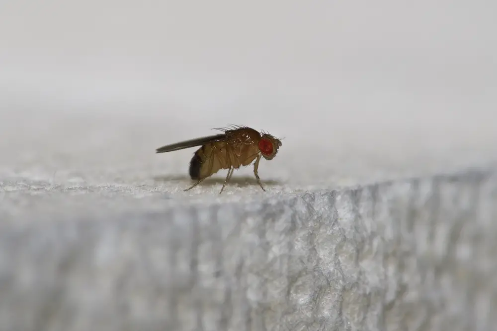 What Is The Difference Between Fruit Flies And Gnats?
