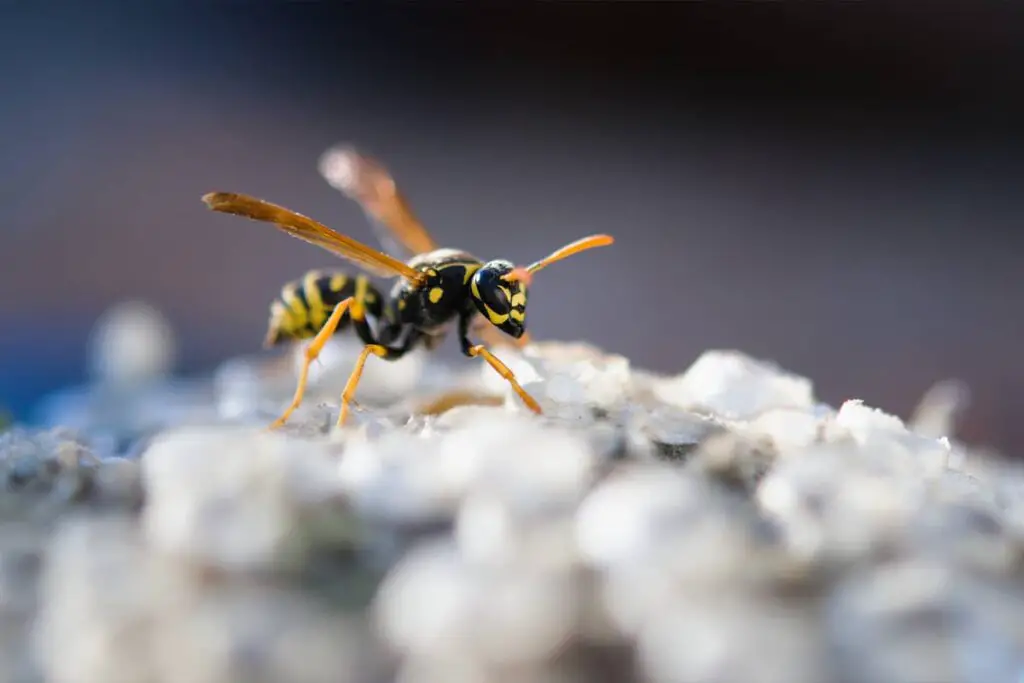 What Time do Wasps Return to Their Nest?
