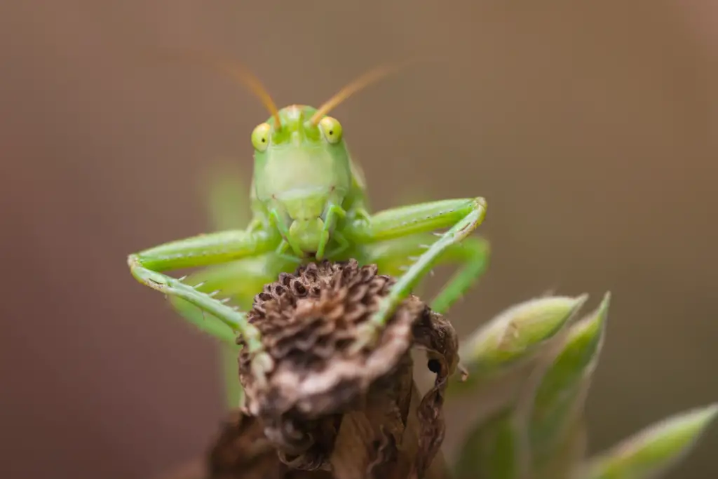 What to Do If a Grasshopper Bites You: Quick and Helpful Tips