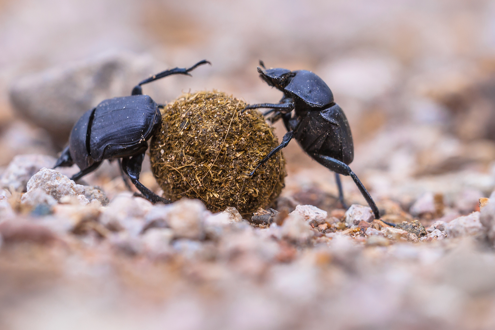Where do beetles live?