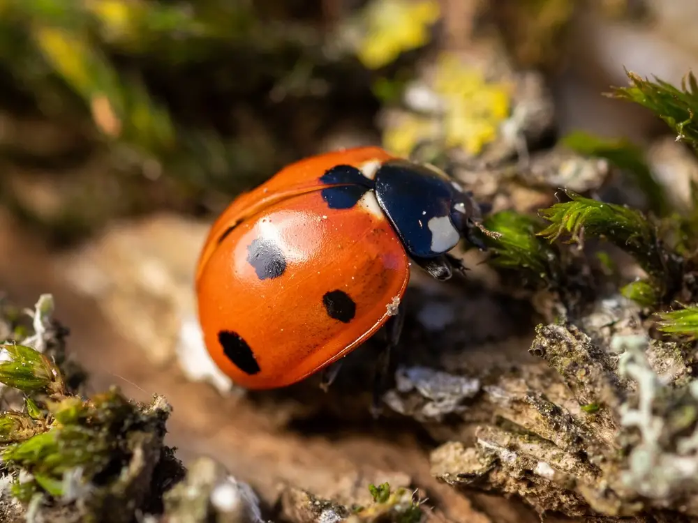 where do ladybugs live in your house