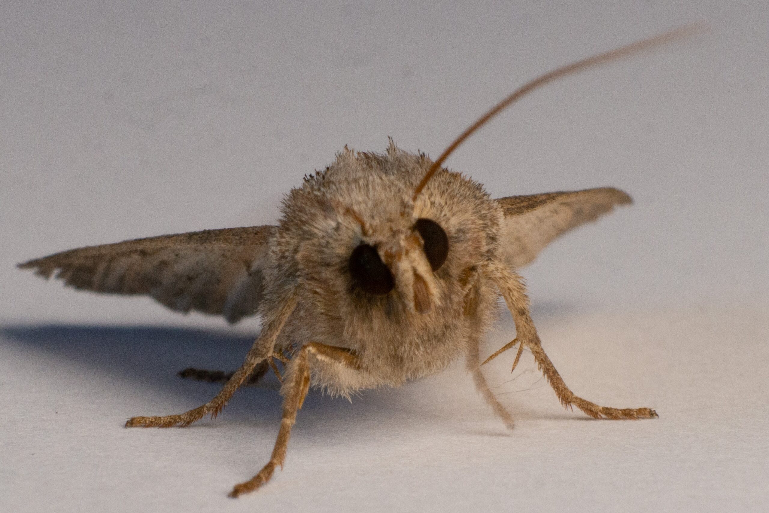why are moths dusty