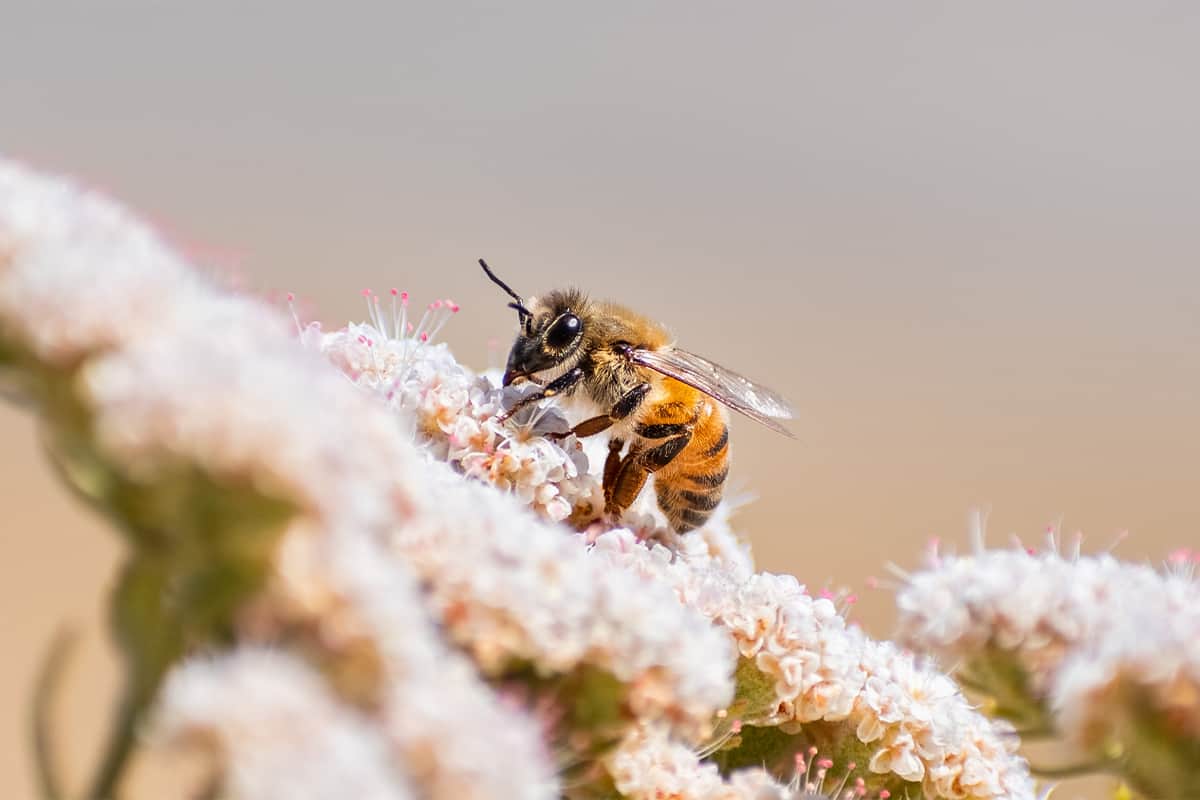 Why Do Bees Go From Flower to Flower?