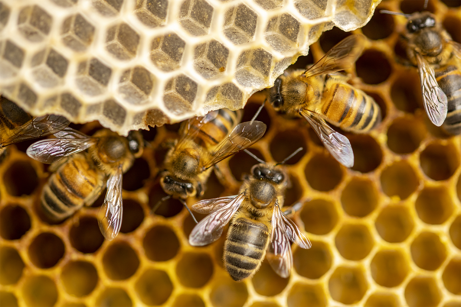 Why do bees make honey if they don't eat it?