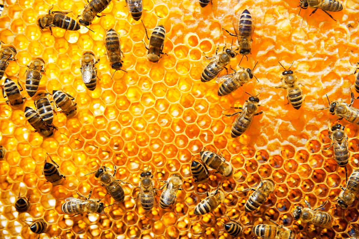 Why Do Bees Make Wax?