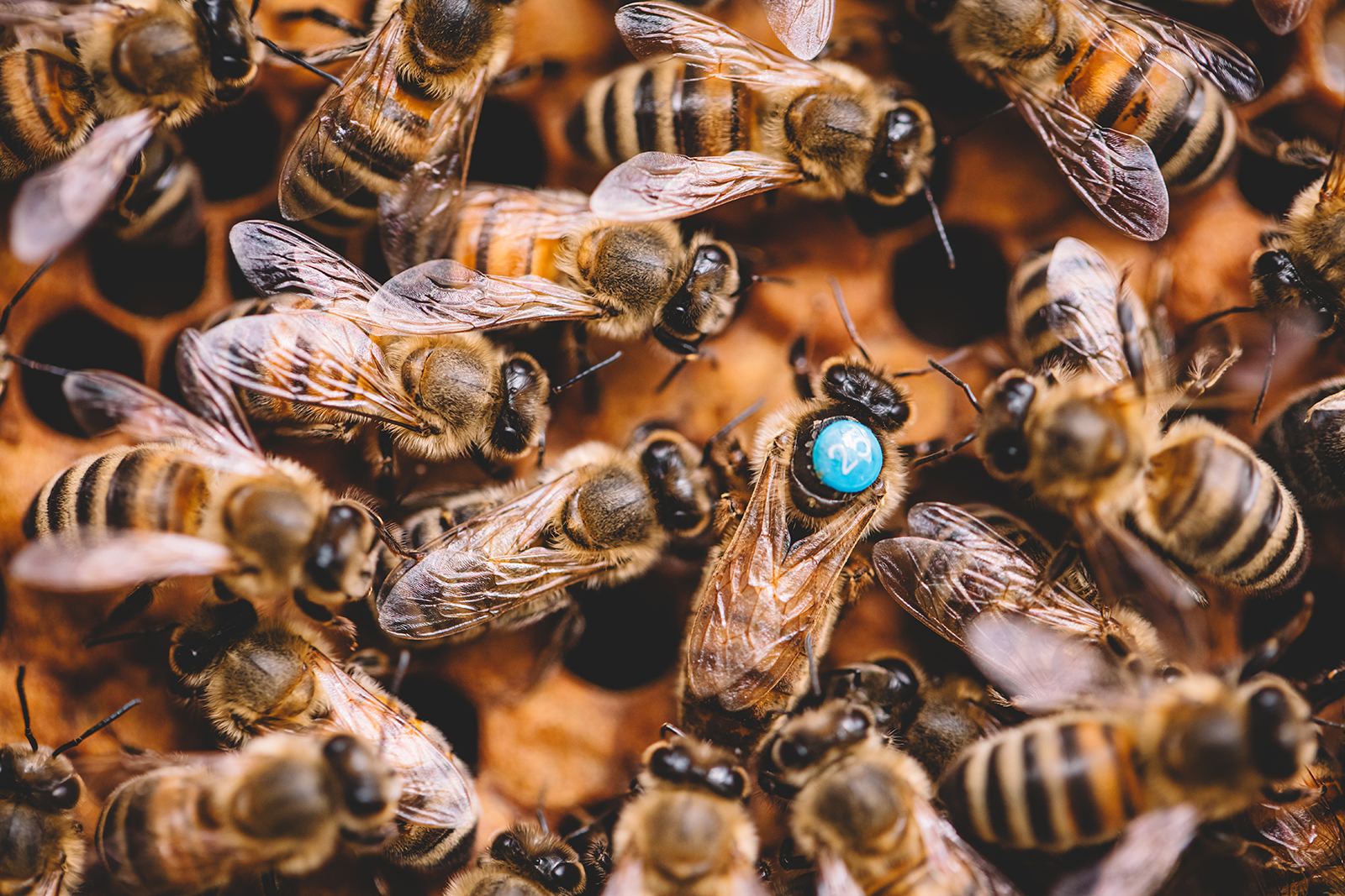 Why do bees reject a queen?