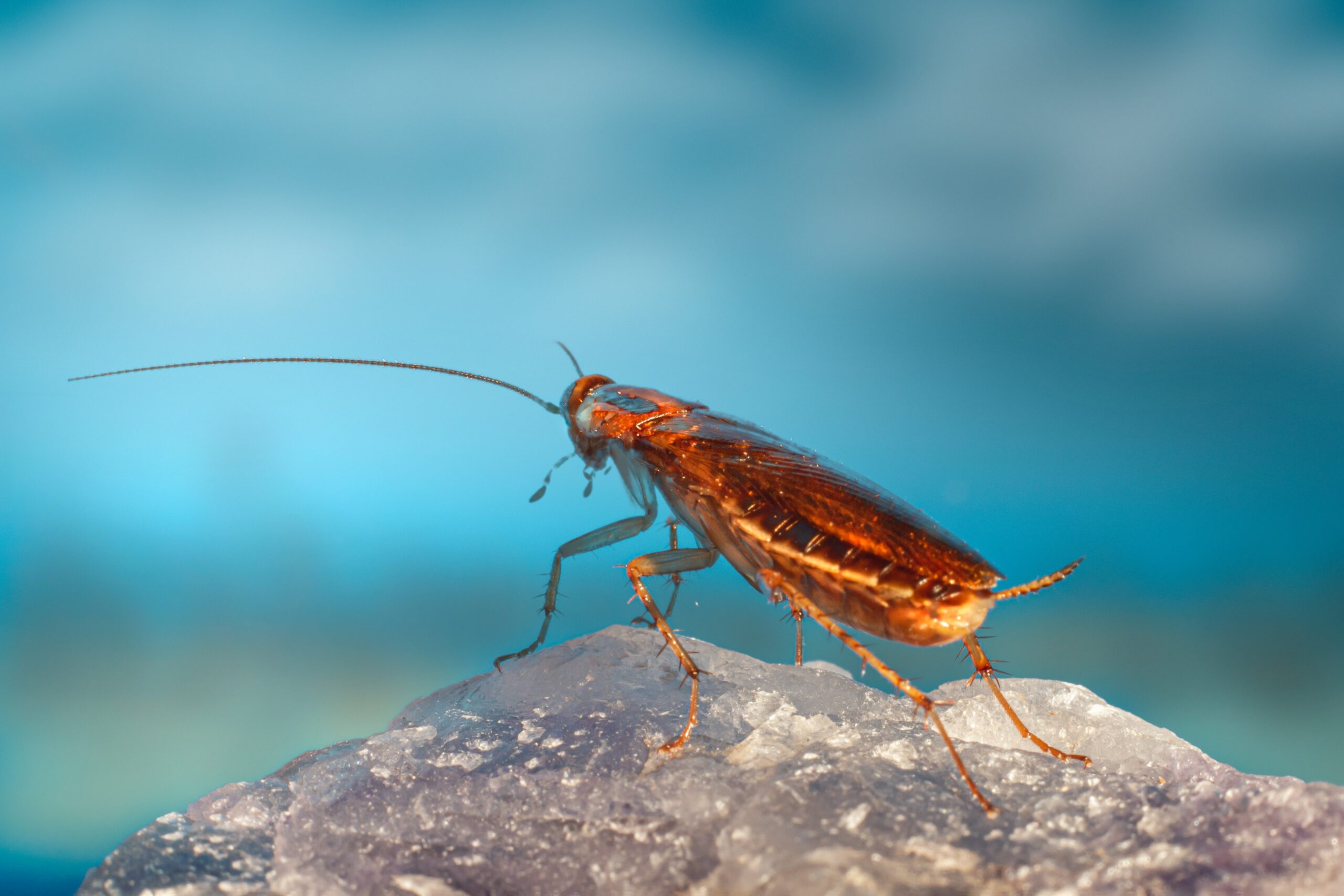 why do cockroaches run toward you