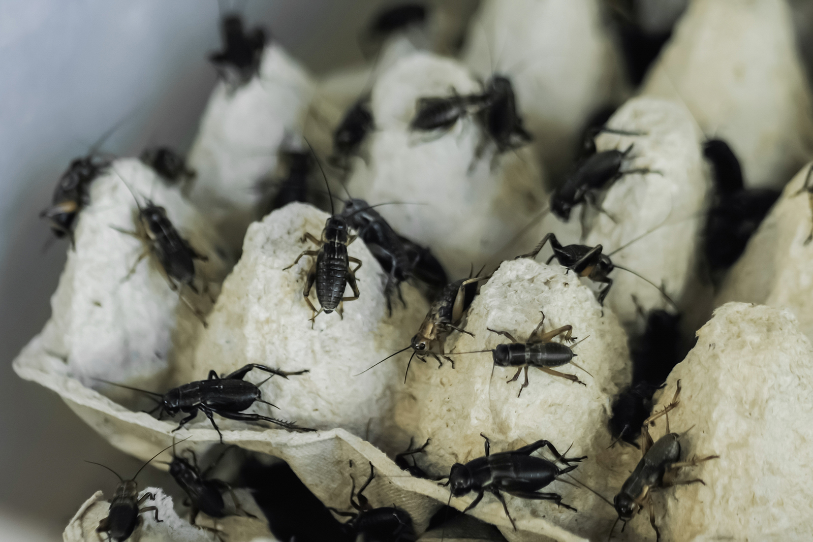 Why do crickets like egg cartons?