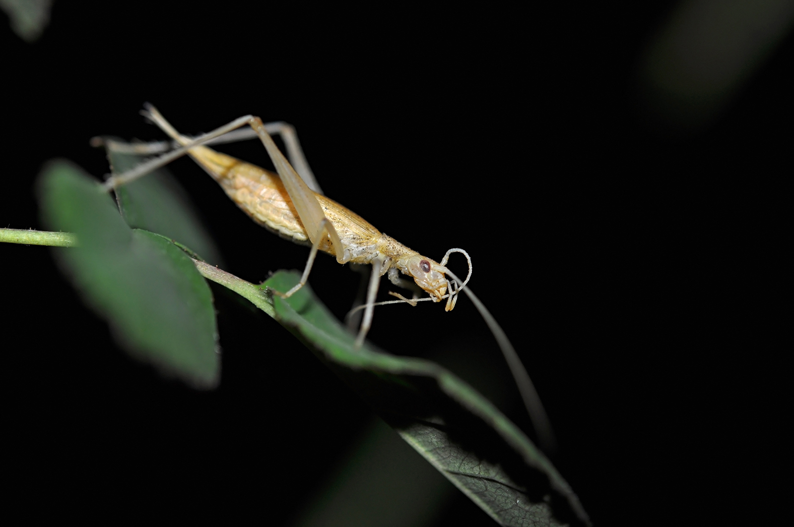 Why do crickets make noise at night?