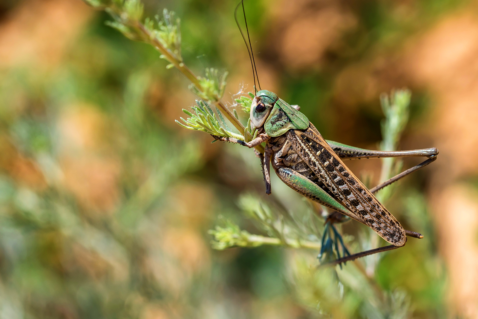 Why Do Crickets Make Noise at Night?